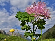 15 Thalictrum aquilegifolium  (Pigamo colombino) nei prati della Casera Mezzeno